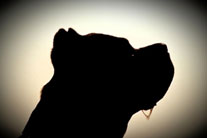 Silhouette